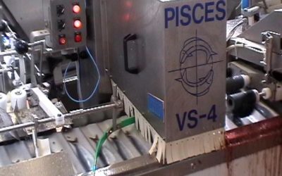 Neurons inspect fishes in the North Sea