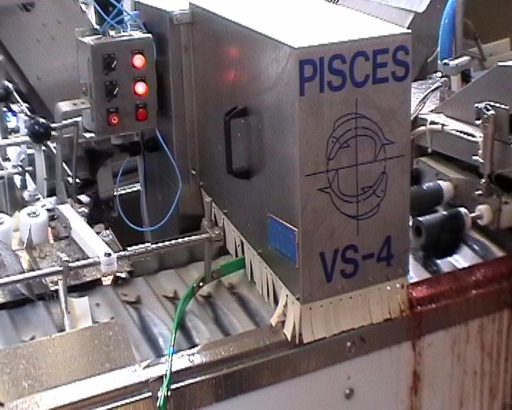 Neurons inspect fishes in the North Sea